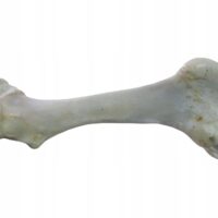 Kość biała gigant gryzak ok.35-45cm gnat wołowy